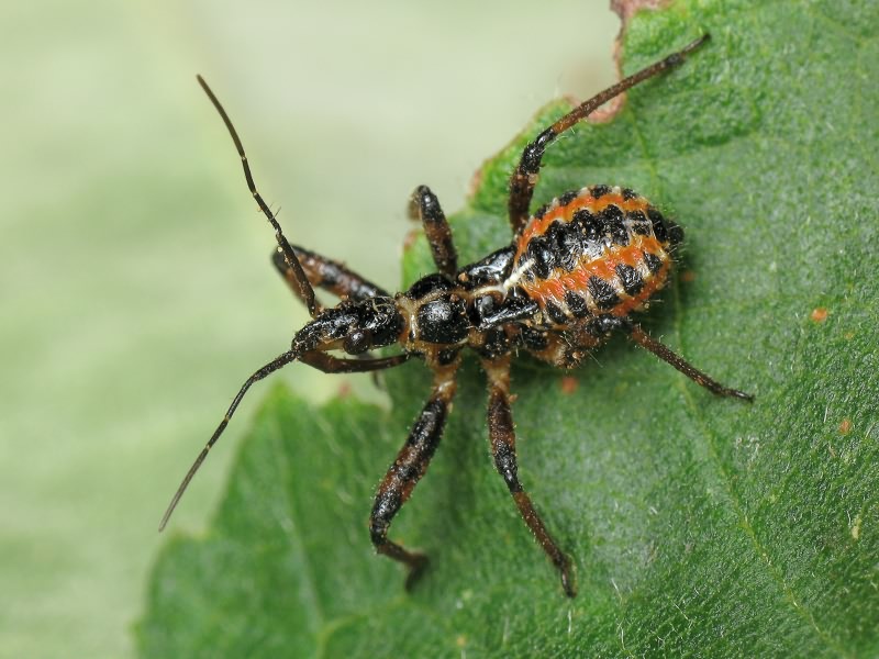 Rhynocoris iracundus (Poda, 1761)
